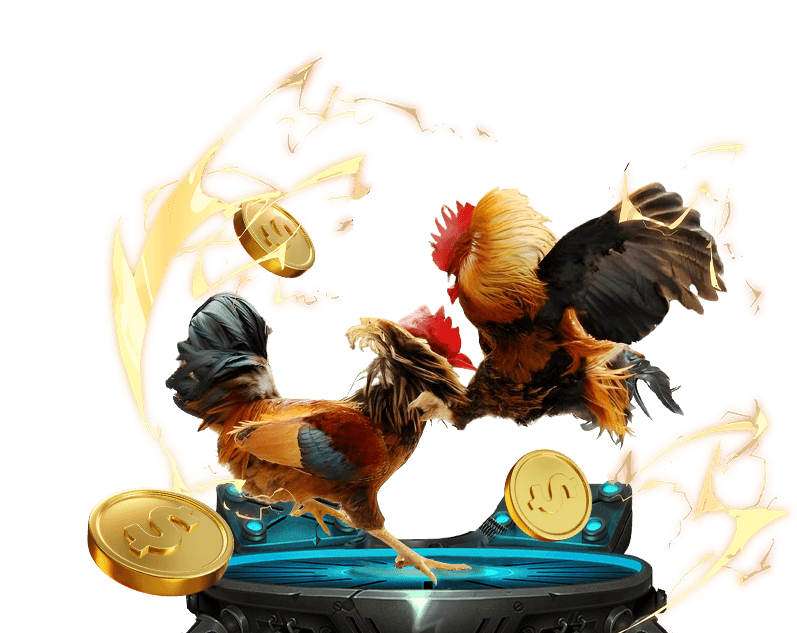 Hình ảnh đá gà sut88 với trận đấu gà kịch tính trong đấu trường